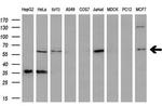 PLK1 Antibody in Western Blot (WB)