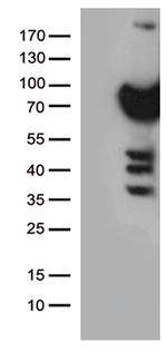PLK1 Antibody in Western Blot (WB)