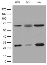 PLK1 Antibody in Western Blot (WB)