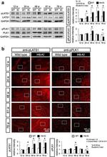 PLK1 Antibody in Western Blot (WB)
