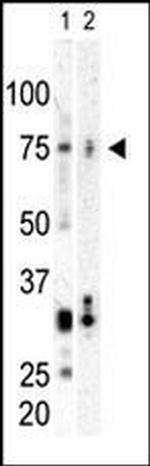 PLK3 Antibody in Western Blot (WB)
