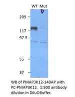 Phospho-MAP3K12 (Ser298, Ser302) Polyclonal Antibody