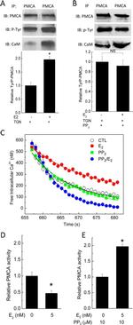 PMCA ATPase Antibody in Western Blot (WB)