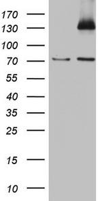 PMEL Antibody in Western Blot (WB)