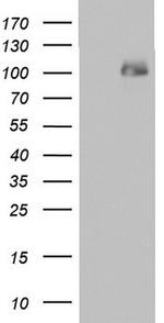 PMEL Antibody in Western Blot (WB)