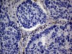 PMP22 Antibody in Immunohistochemistry (Paraffin) (IHC (P))