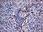 PMP22 Antibody in Immunohistochemistry (Paraffin) (IHC (P))
