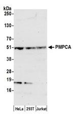 PMPCA Antibody in Western Blot (WB)