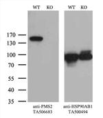 PMS2 Antibody