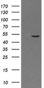 PNMA3 Antibody in Western Blot (WB)
