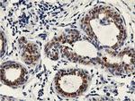 PNMT Antibody in Immunohistochemistry (Paraffin) (IHC (P))