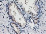 PNMT Antibody in Immunohistochemistry (Paraffin) (IHC (P))
