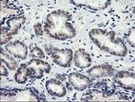 PNMT Antibody in Immunohistochemistry (Paraffin) (IHC (P))