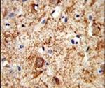 PNOC Antibody in Immunohistochemistry (IHC)