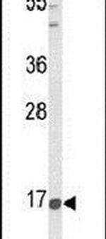 PNOC Antibody in Western Blot (WB)