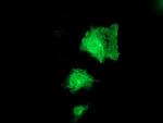 PNPO Antibody in Immunocytochemistry (ICC/IF)