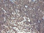 PNPO Antibody in Immunohistochemistry (Paraffin) (IHC (P))