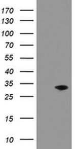 PNPO Antibody in Western Blot (WB)