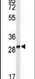 PNPO Antibody in Western Blot (WB)