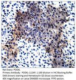 PODXL Polyclonal Antibody