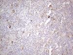 PODXL Antibody in Immunohistochemistry (Paraffin) (IHC (P))