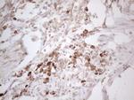 PODXL Antibody in Immunohistochemistry (Paraffin) (IHC (P))
