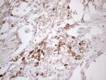 PODXL Antibody in Immunohistochemistry (Paraffin) (IHC (P))