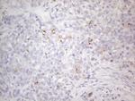 PODXL Antibody in Immunohistochemistry (Paraffin) (IHC (P))
