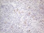 PODXL Antibody in Immunohistochemistry (Paraffin) (IHC (P))