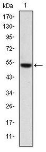 PODXL Monoclonal Antibody (5D4)