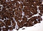 POGK Antibody in Immunohistochemistry (Paraffin) (IHC (P))
