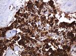 POGK Antibody in Immunohistochemistry (Paraffin) (IHC (P))