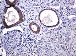 POGK Antibody in Immunohistochemistry (Paraffin) (IHC (P))