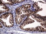 POGK Antibody in Immunohistochemistry (Paraffin) (IHC (P))