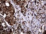 POGK Antibody in Immunohistochemistry (Paraffin) (IHC (P))