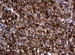 POGK Antibody in Immunohistochemistry (Paraffin) (IHC (P))