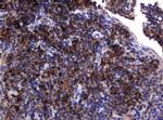 POGK Antibody in Immunohistochemistry (Paraffin) (IHC (P))