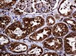 POGK Antibody in Immunohistochemistry (Paraffin) (IHC (P))