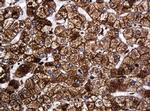 POGK Antibody in Immunohistochemistry (Paraffin) (IHC (P))