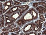 POGK Antibody in Immunohistochemistry (Paraffin) (IHC (P))