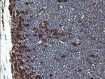 POGK Antibody in Immunohistochemistry (Paraffin) (IHC (P))