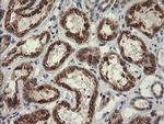POGK Antibody in Immunohistochemistry (Paraffin) (IHC (P))