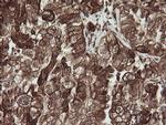 POGK Antibody in Immunohistochemistry (Paraffin) (IHC (P))