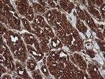 POGK Antibody in Immunohistochemistry (Paraffin) (IHC (P))