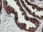 POGK Antibody in Immunohistochemistry (Paraffin) (IHC (P))
