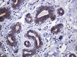 POGK Antibody in Immunohistochemistry (Paraffin) (IHC (P))