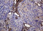 POGK Antibody in Immunohistochemistry (Paraffin) (IHC (P))