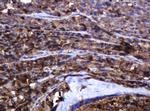 POGK Antibody in Immunohistochemistry (Paraffin) (IHC (P))