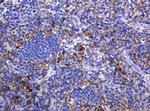 POGK Antibody in Immunohistochemistry (Paraffin) (IHC (P))