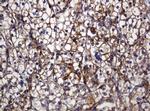 POGK Antibody in Immunohistochemistry (Paraffin) (IHC (P))